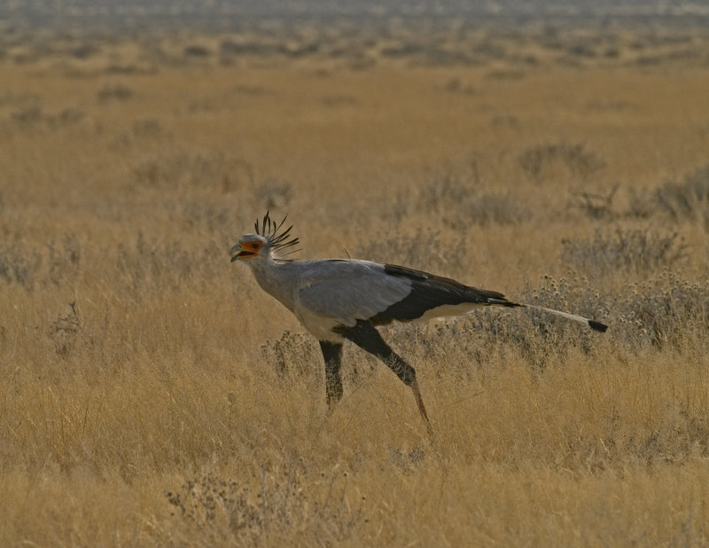 Okaukuejo, Secretary Bird